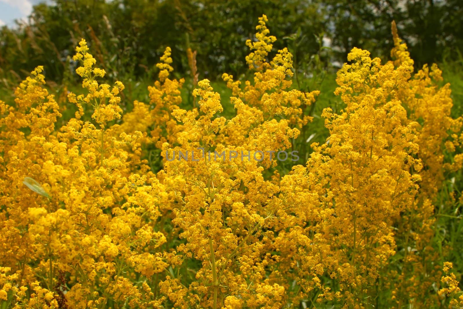 High bright yellow summer wild flowers on a meadow