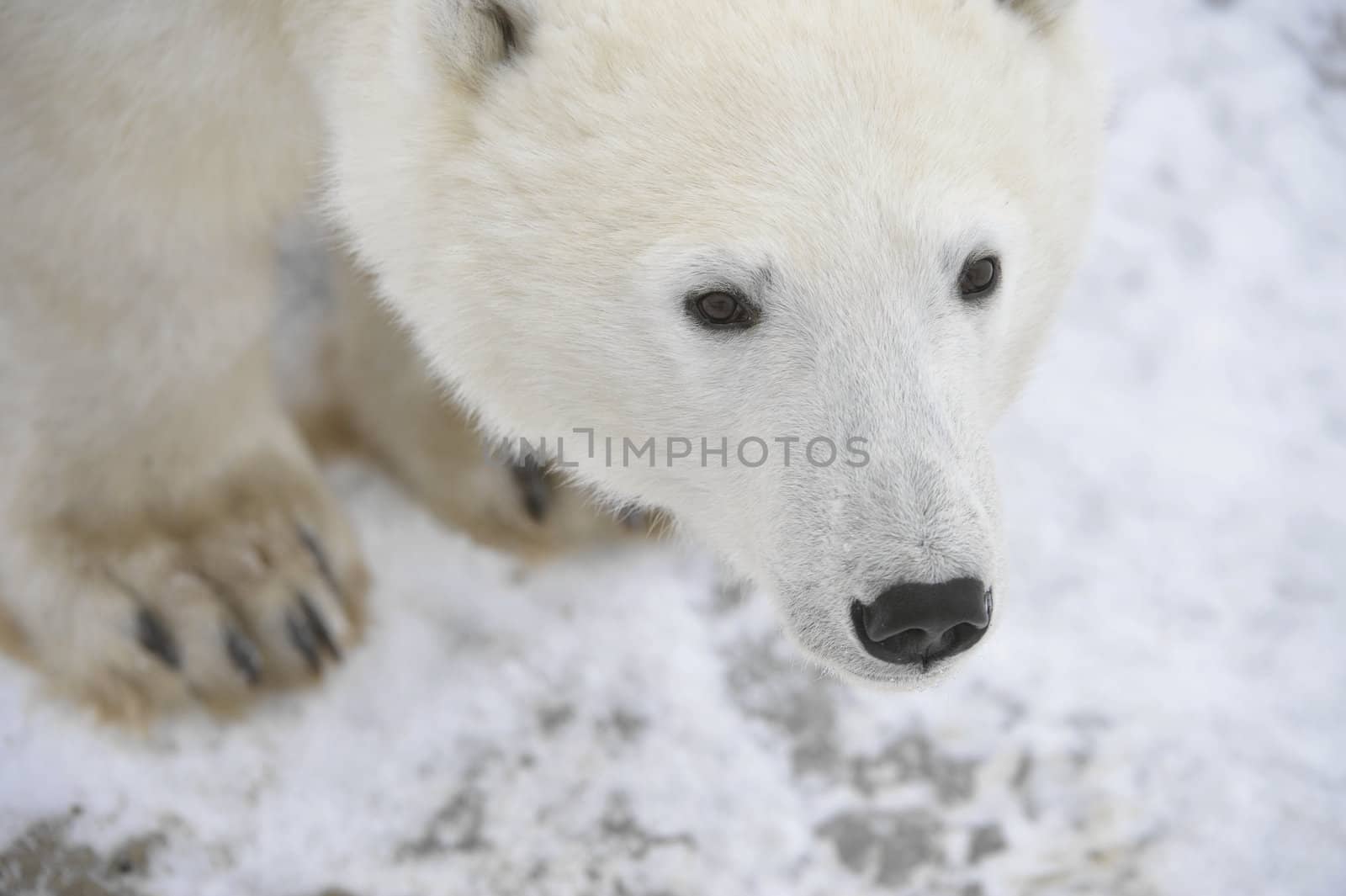 Portrait of a polar bear. Close up a portrait of a polar bear. 