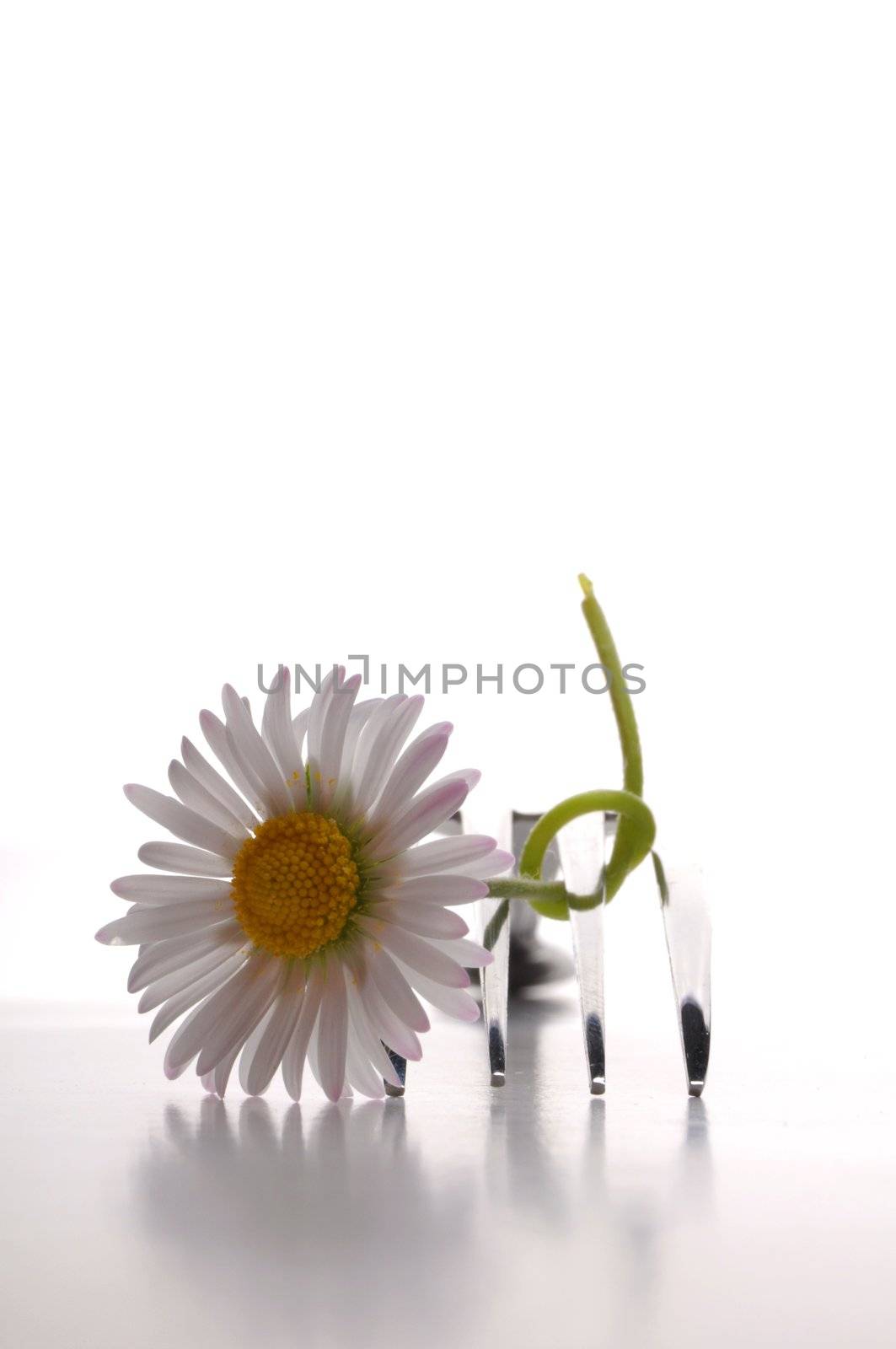 flower and fork isolated on a white background with copyspace showing food concept