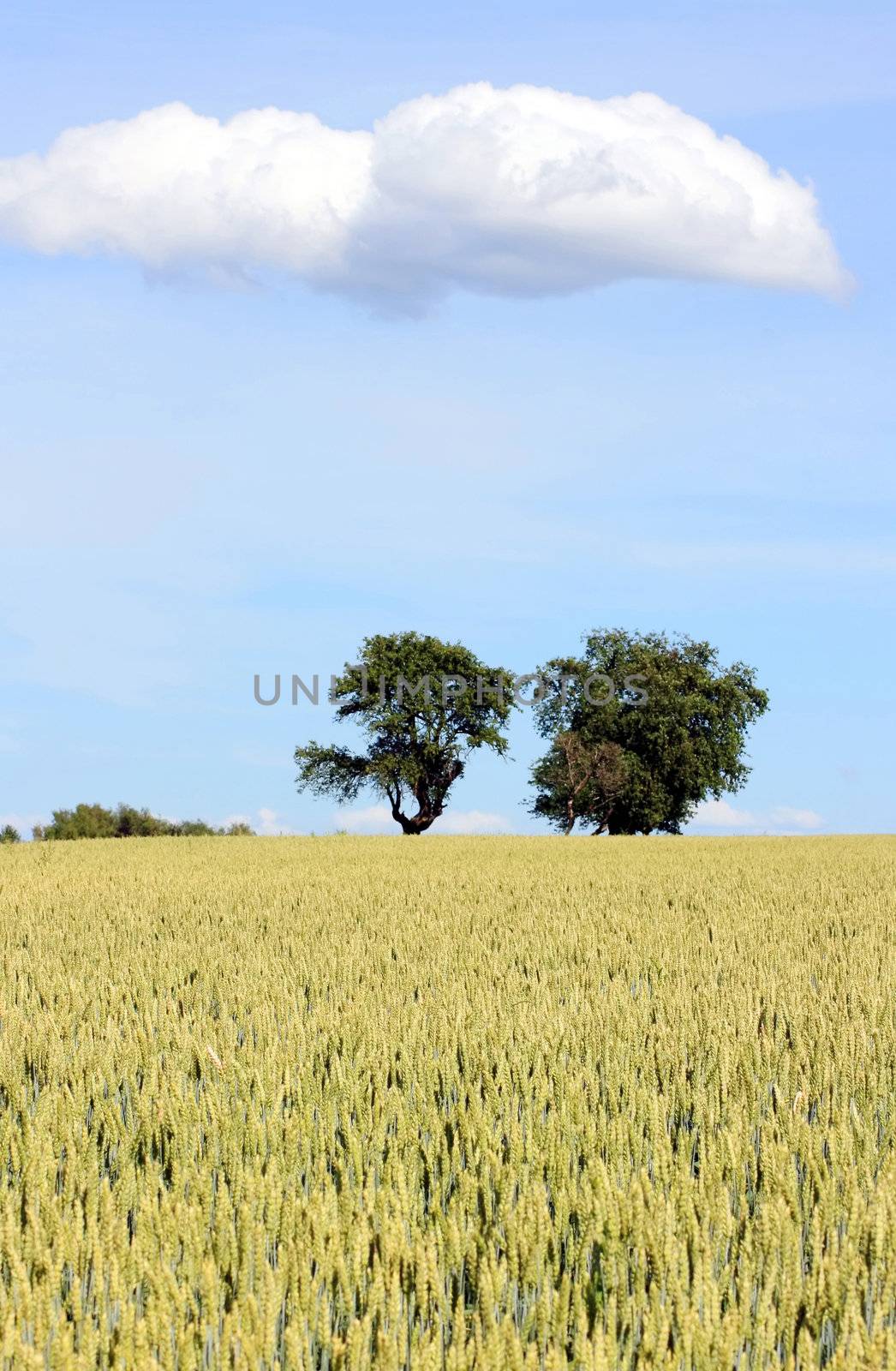 This image shows a cornfield with trees