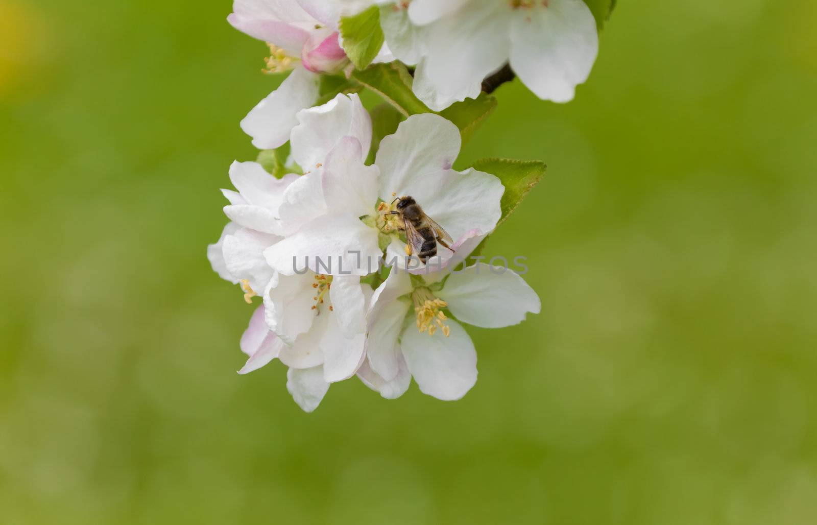 This image shows a apple blossom with bee