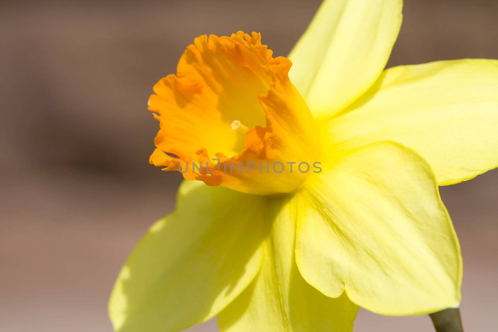 This image shows a macro from a yellow daffodil