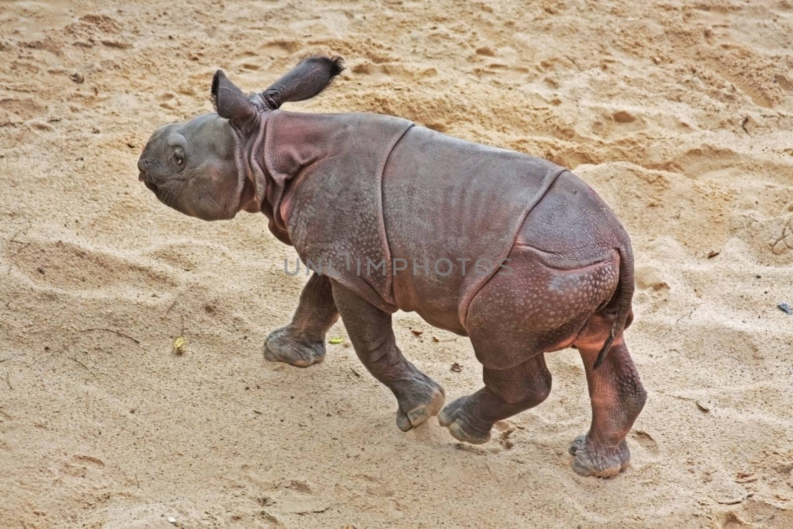 This image shows a 3 days old rhino baby in a zoo