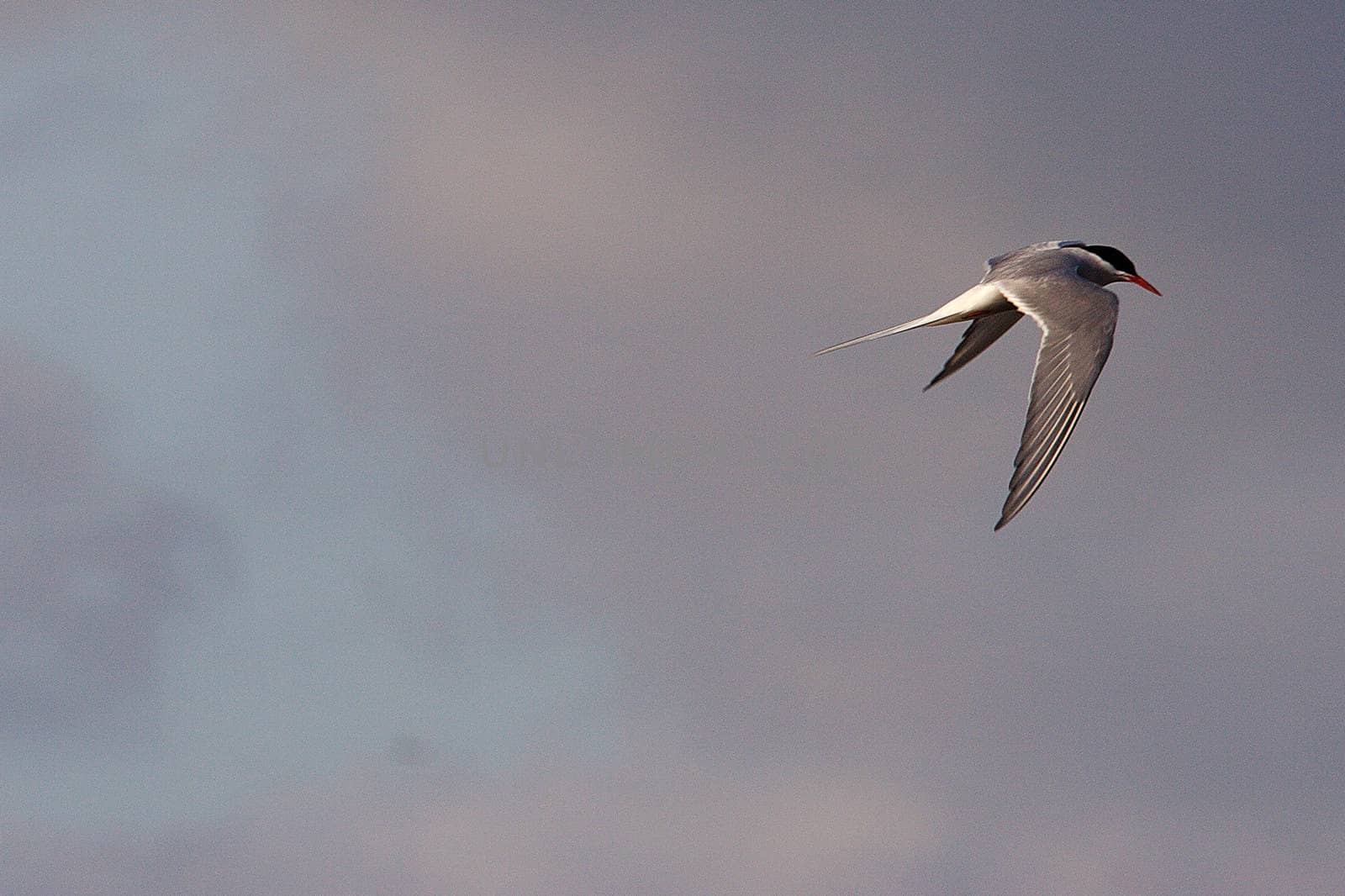 Arctic Tern in Iceland Sky by fmcginn