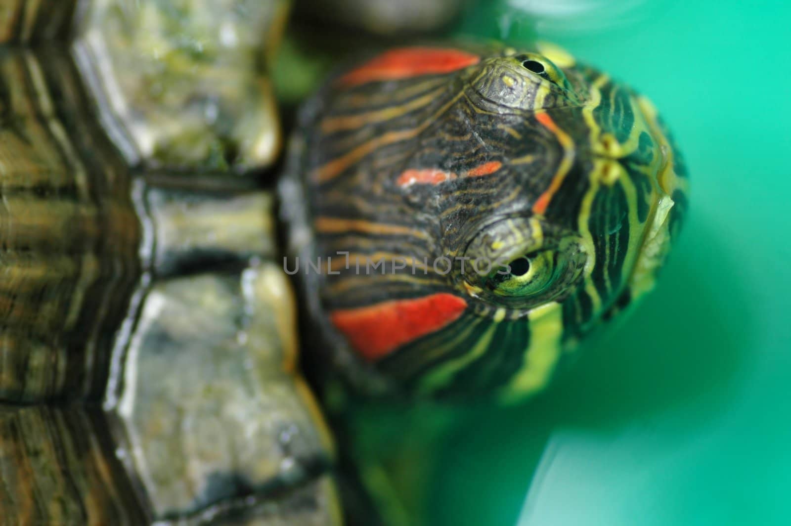 Tortoise Red-eared Sliders (Trachemys scripta elegans) by khwi