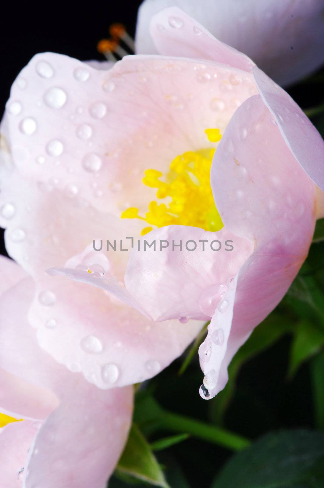 pink flowers of a dog-rose with water dorps on black background