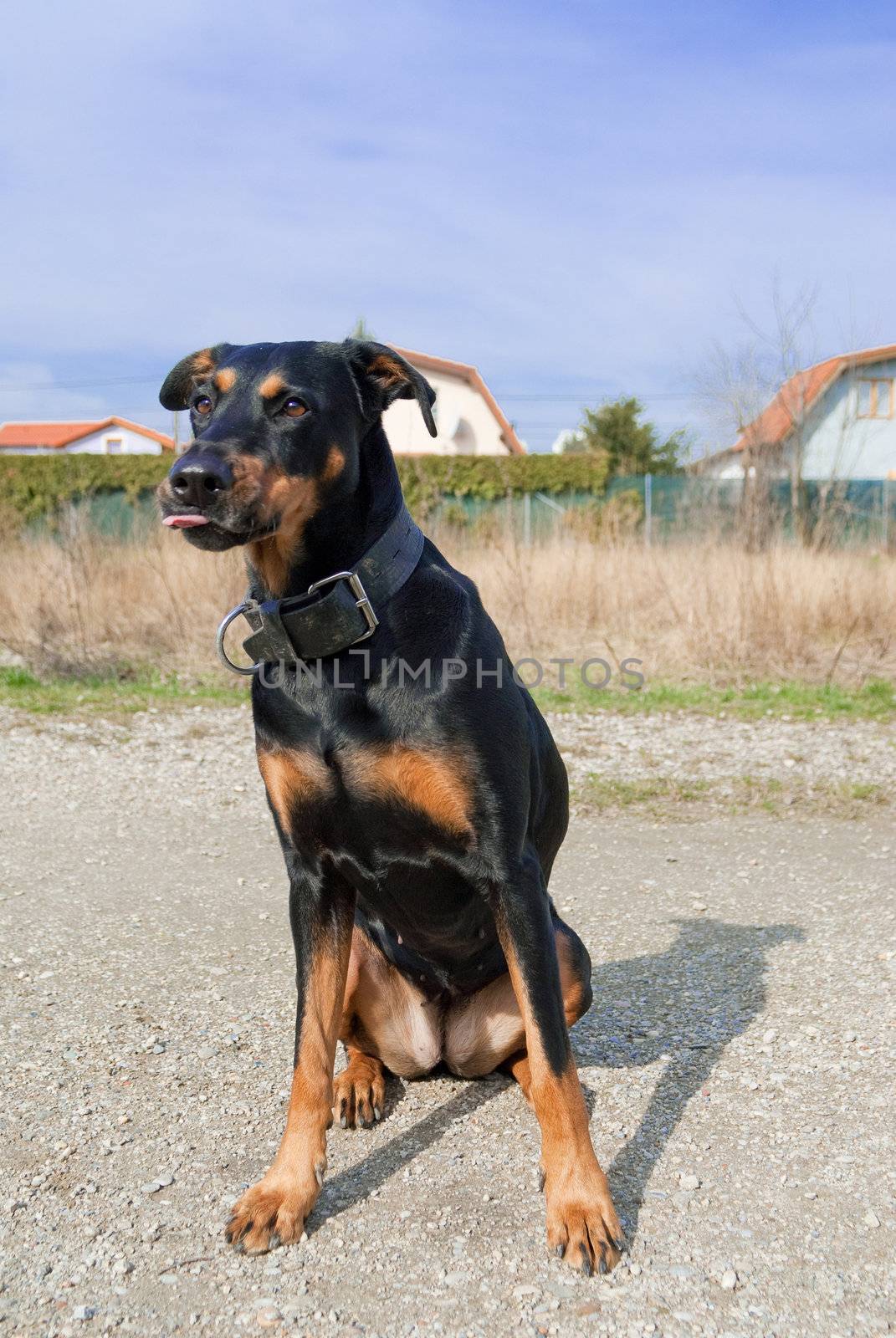 a black doberman mouth-watering licking with his tongue