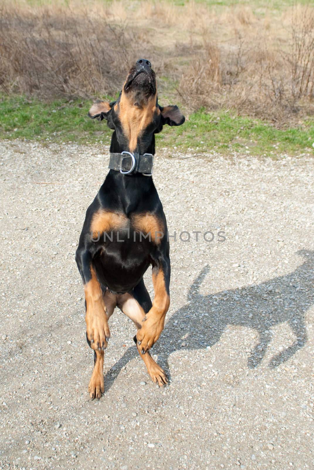 a black doberman jumping in the air