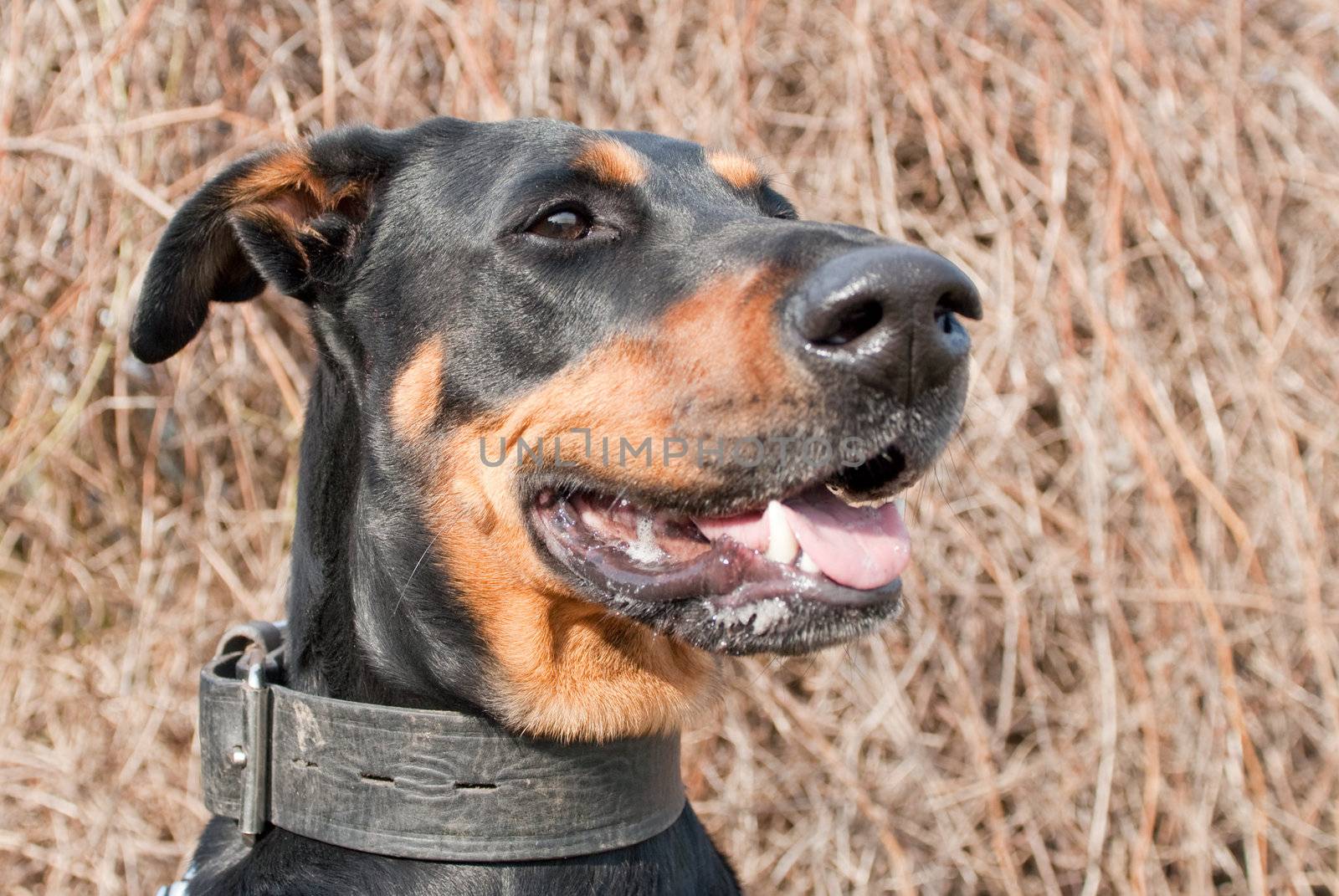 portrait of a black doberman by laengauer