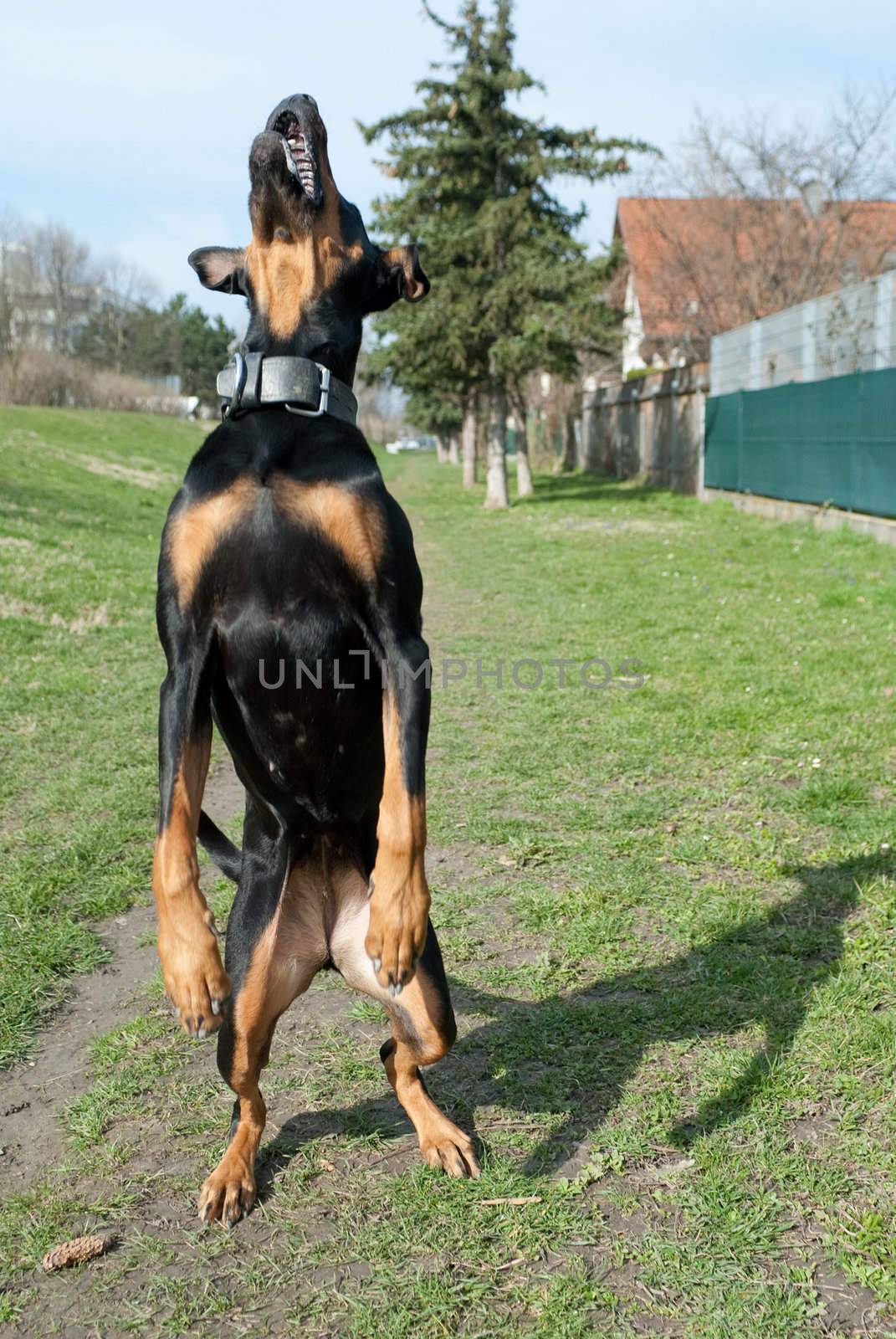 a black doberman jumping in the air with an open mouth