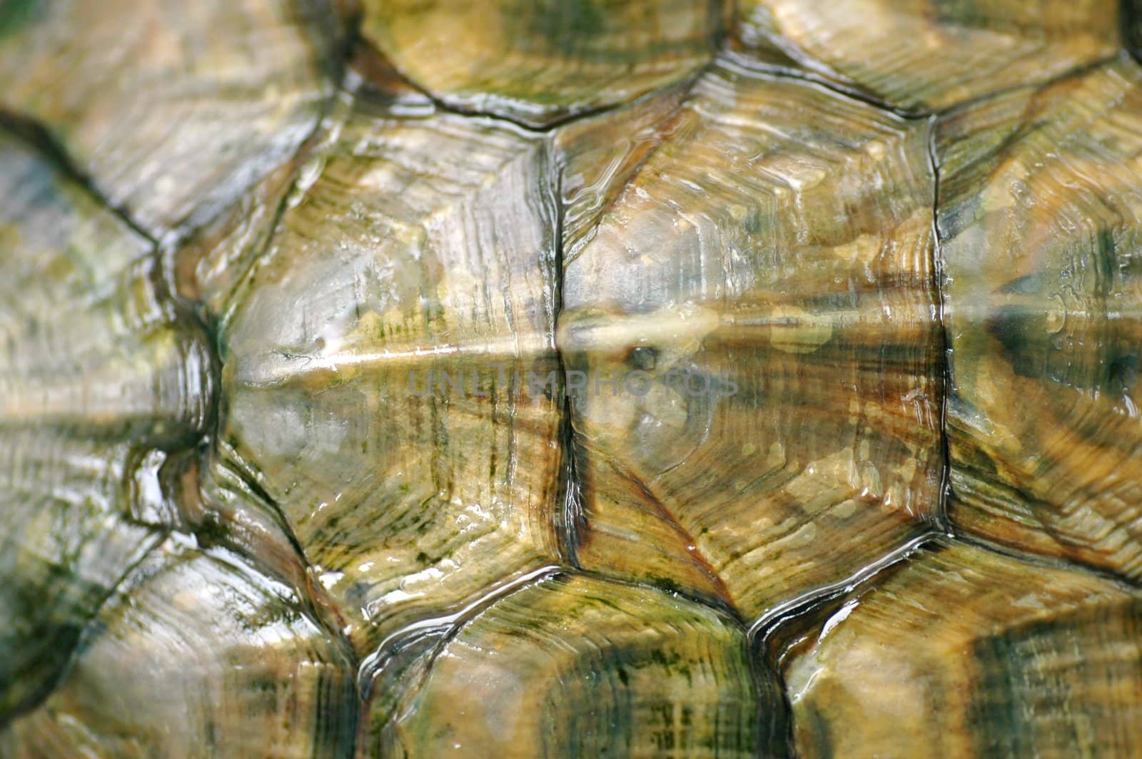 Texture of Tortoise Shell by khwi