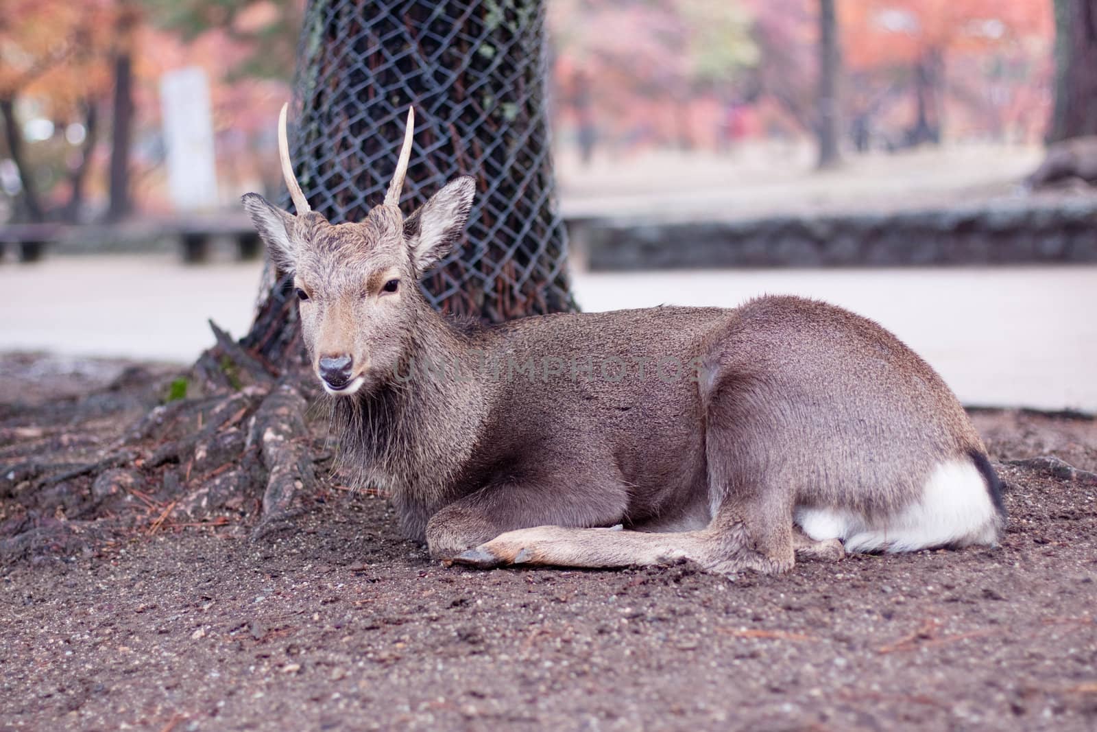 A lying deer in a Japanese autumn park 

