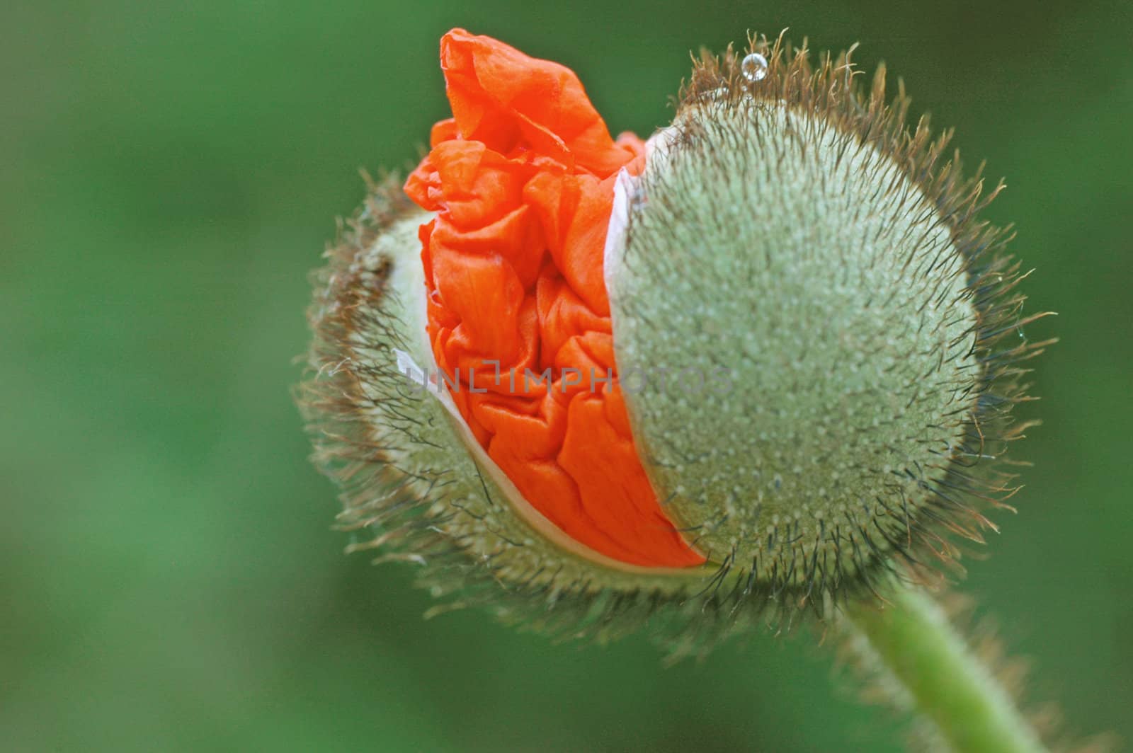 Red Poppy by Bestpictures
