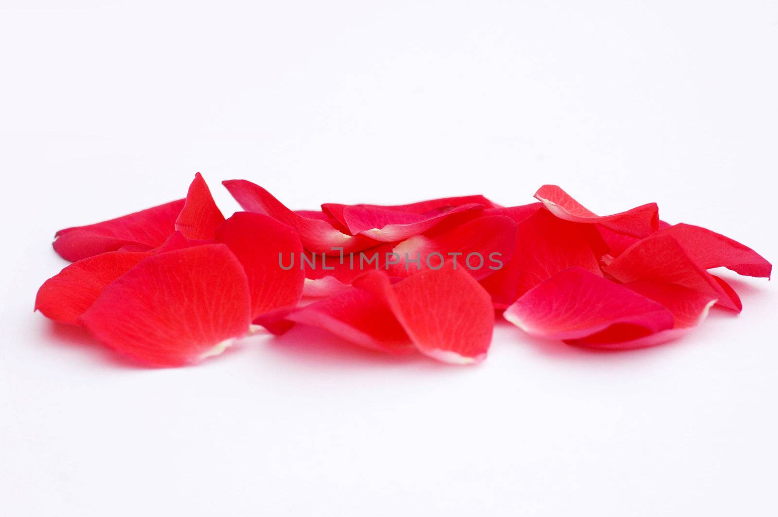 Some red rose petals isolated on white