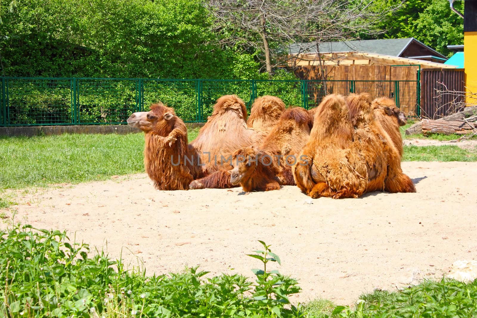 Three camel lying in ZOO