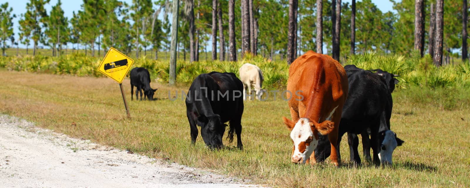 Cows graze on grass at a military base in Florida.