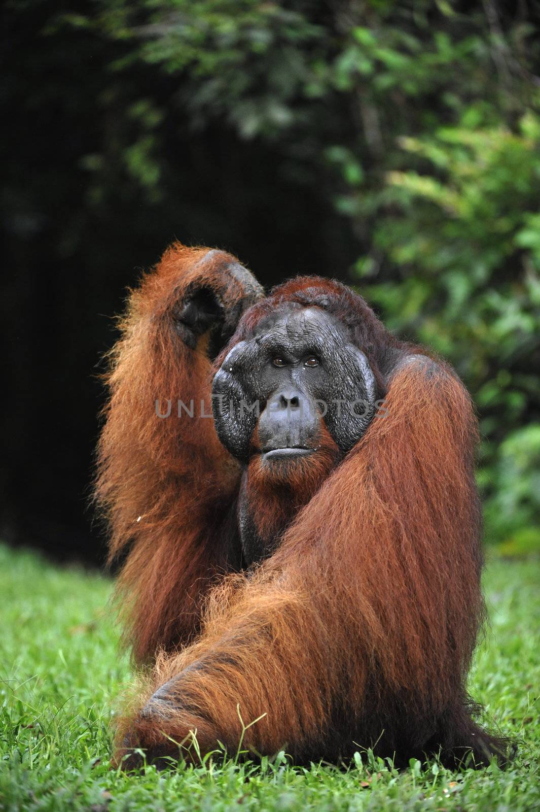 The adult male of the Orangutan. by SURZ