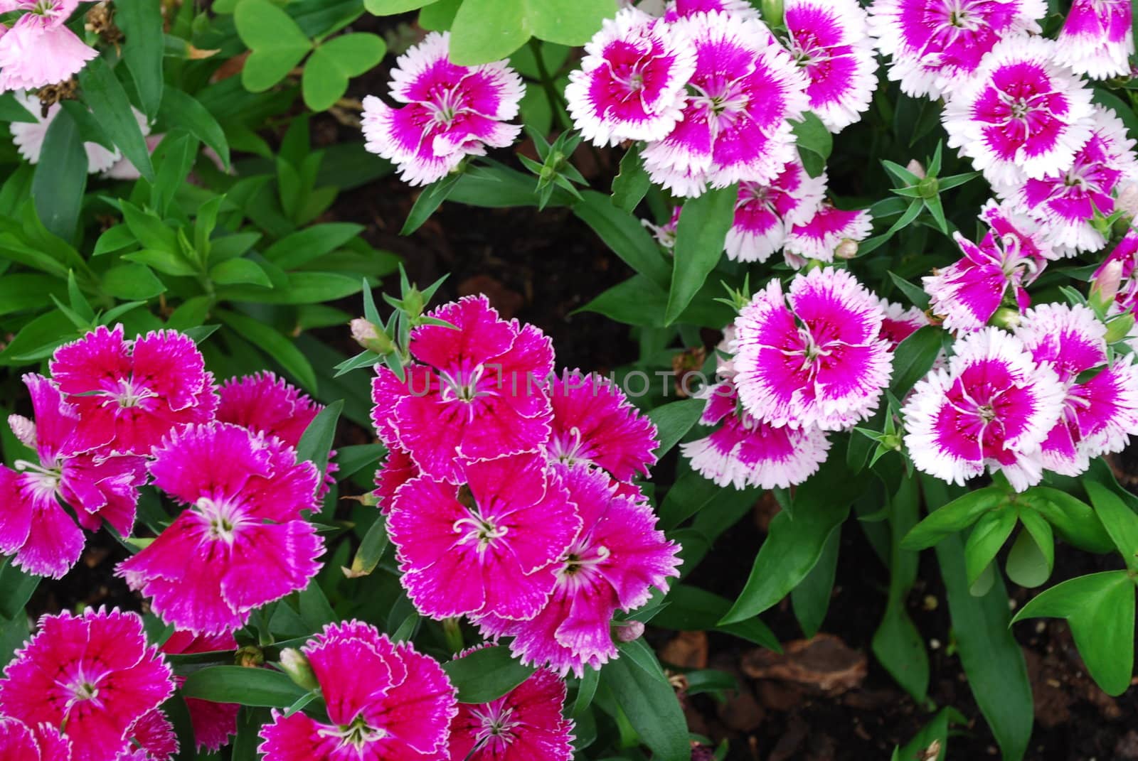 Purple and white dianthus by luissantos84