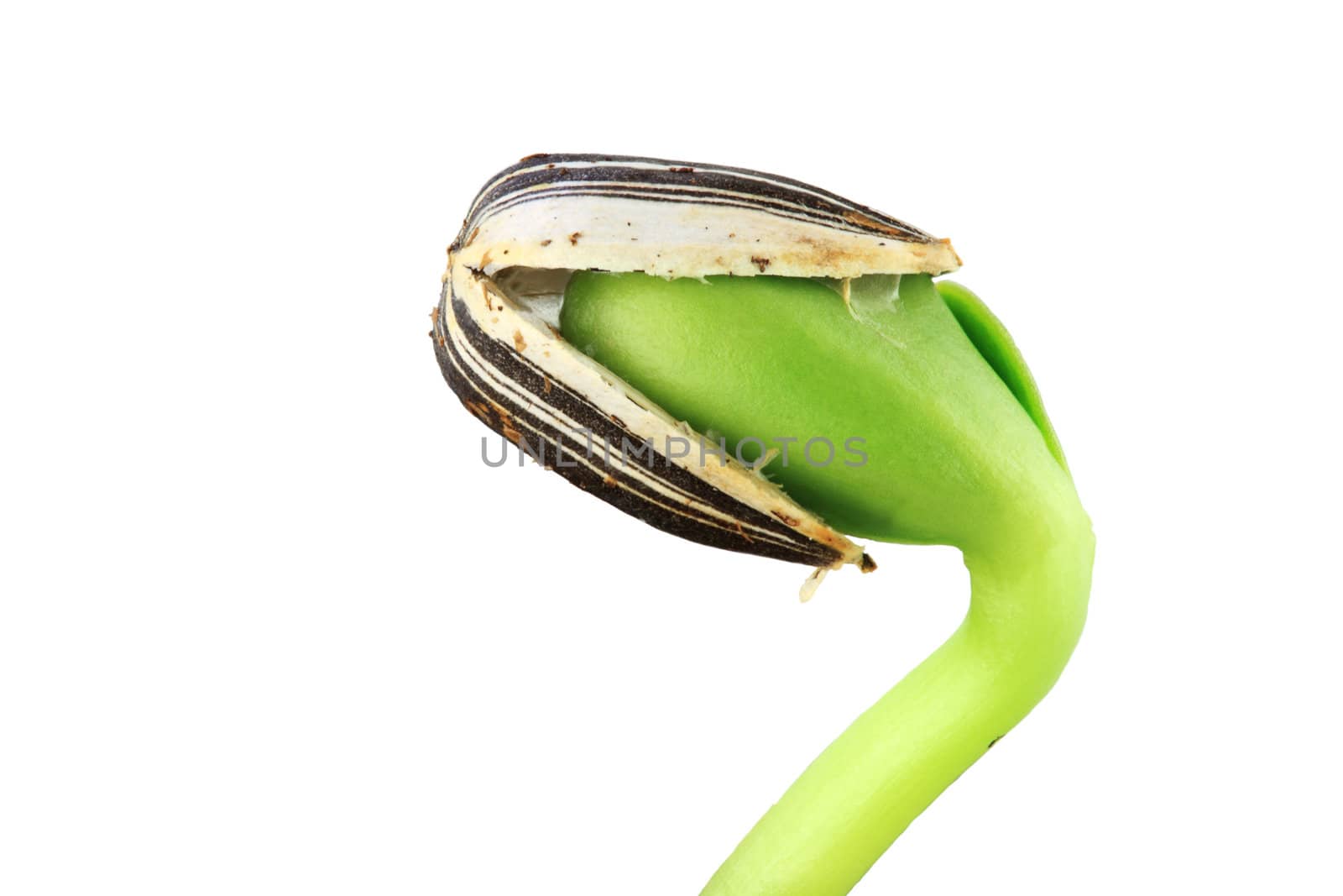 Sunflower seedling bursting from its seed casing. Isolated on white with copy space.