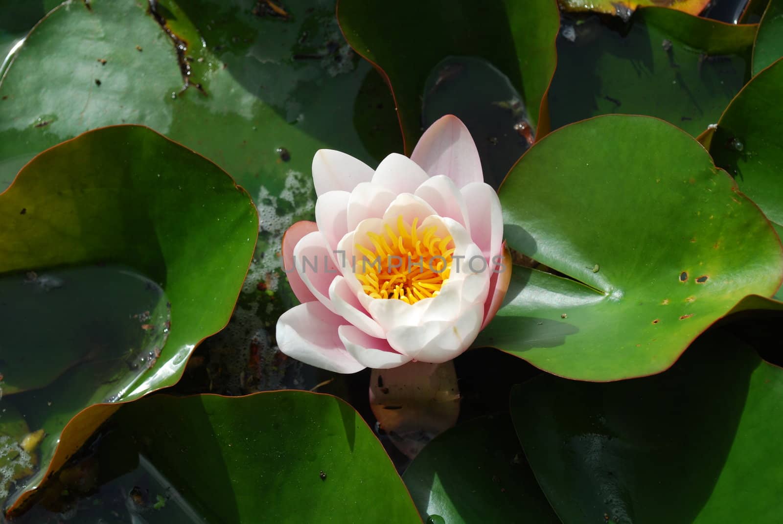 Beautiful nenufar plant/flower by luissantos84