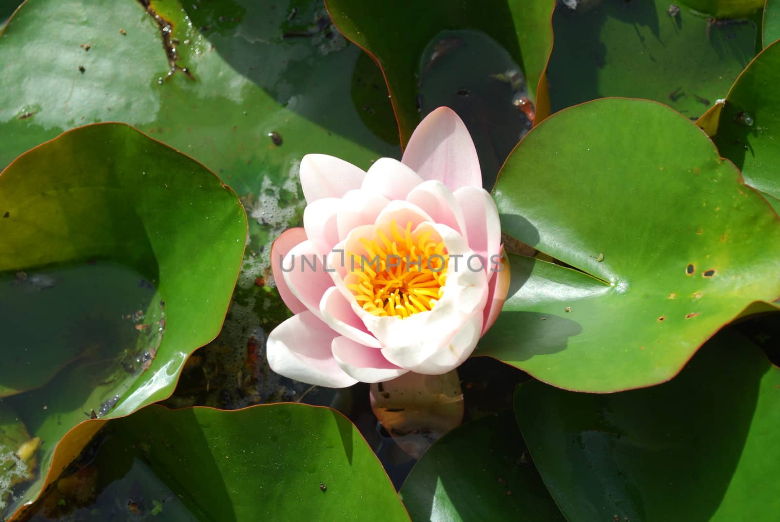 Beautiful nenufar plant/flower by luissantos84