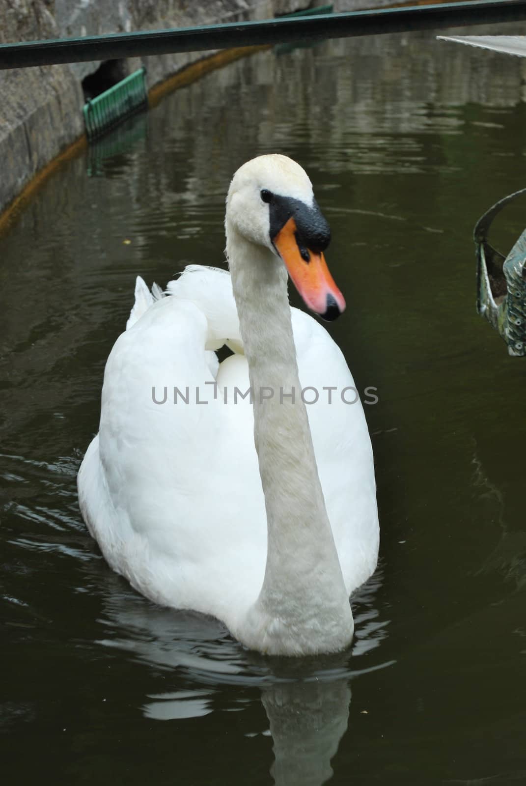 beautiful white swan in a artificial lake