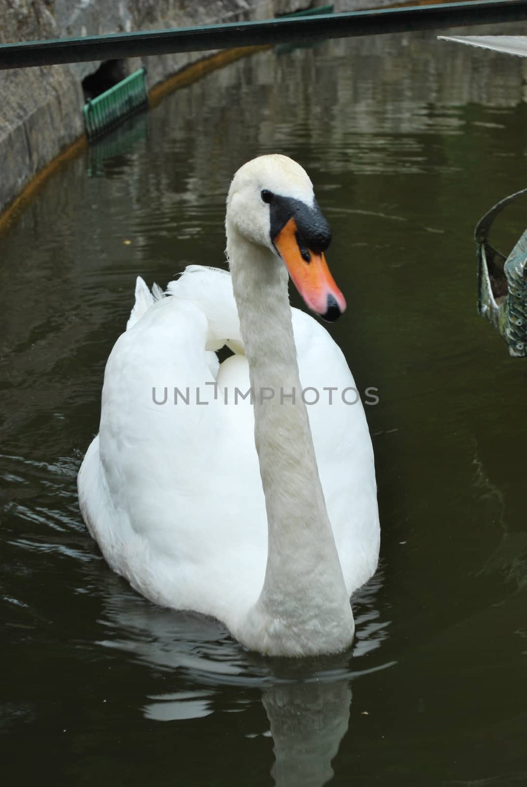 Mute swan on a lake by luissantos84