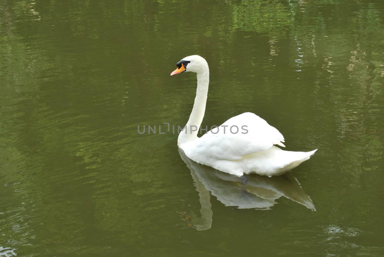 Mute swan on a lake by luissantos84