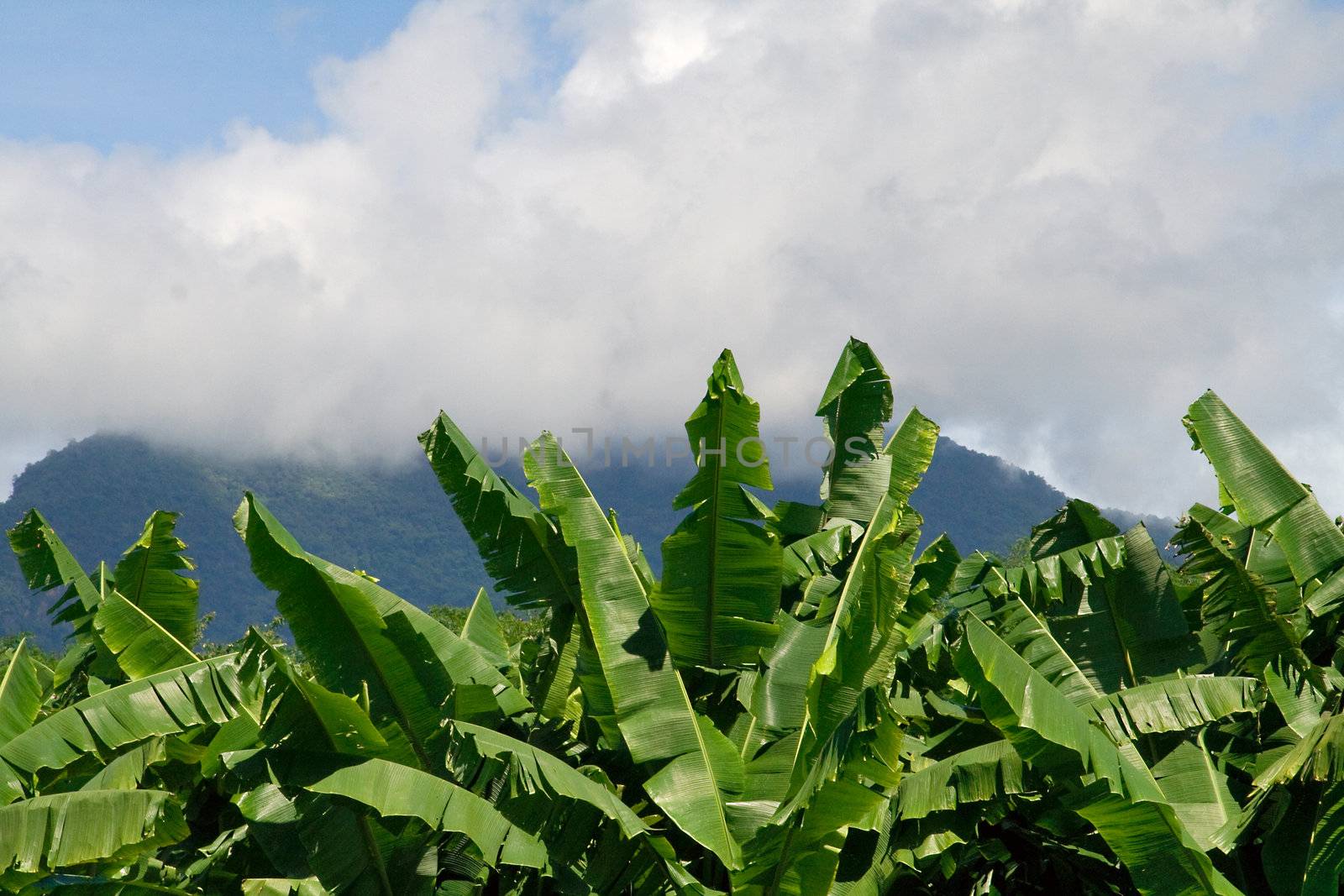 Banana leaves against the sky and mountains 