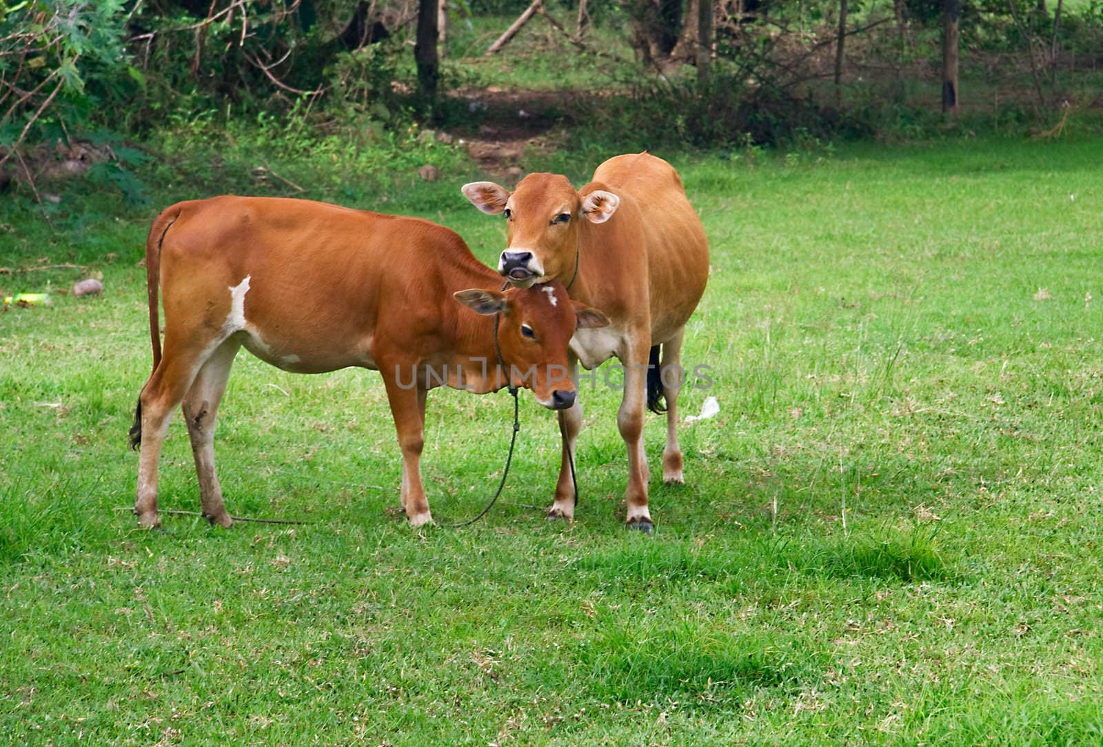 Two cows are standing together on a  meadow