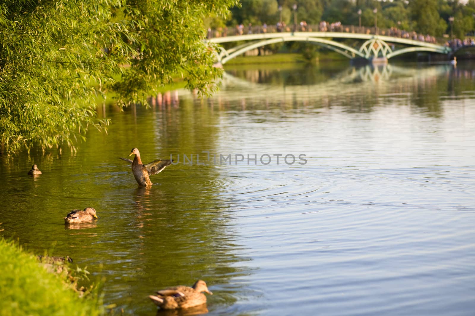Ducks in a Pond  by foryouinf