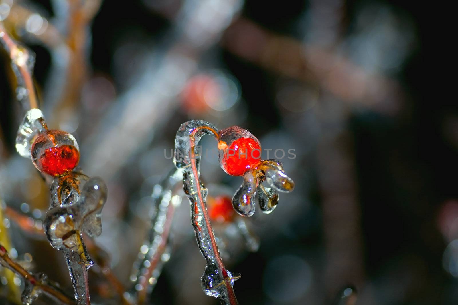 Ice on frozen red briar fruits