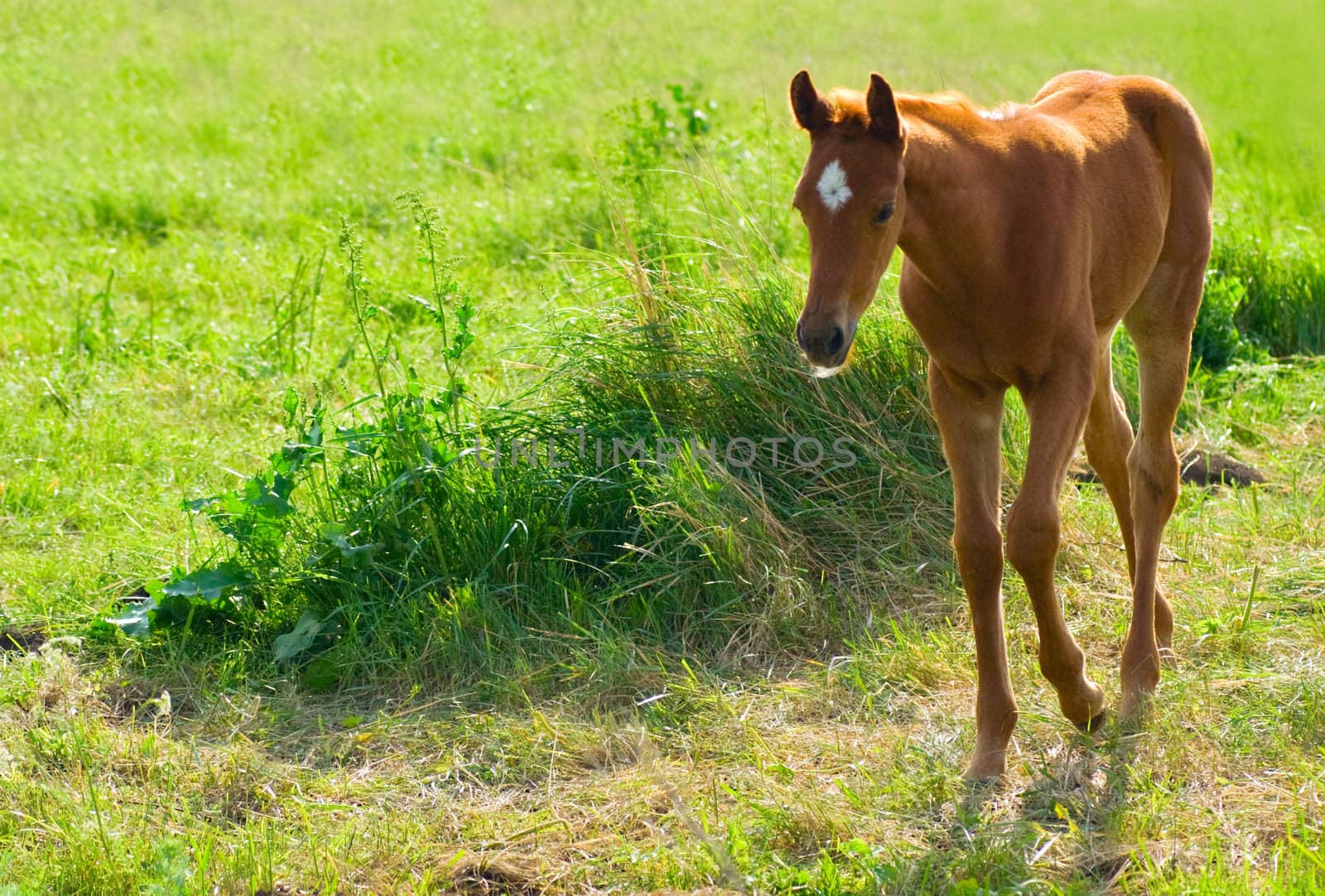 young horse on pasture. Sunlight day