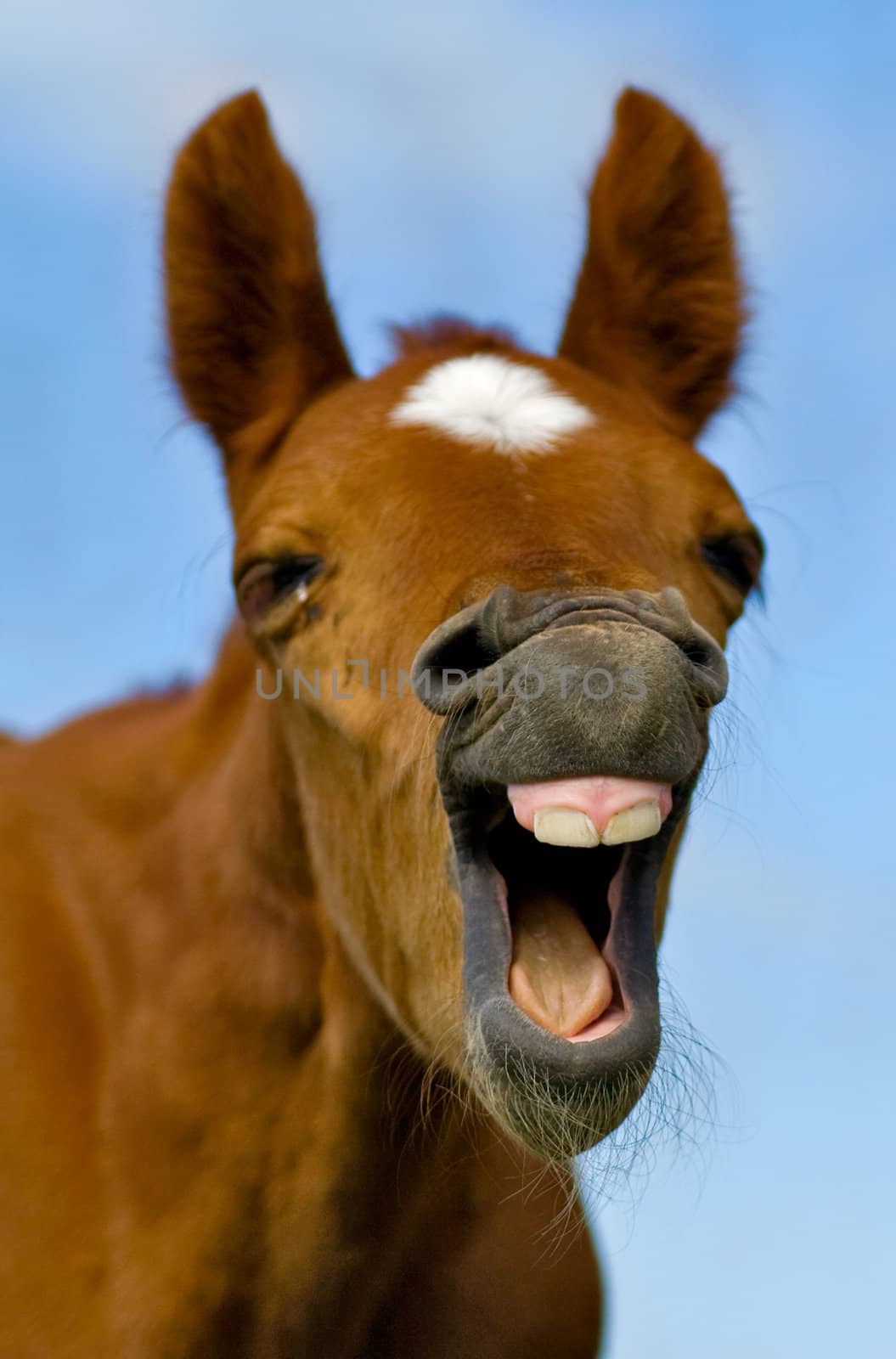 Horse with mouth open looking like. It with a very funny expression on his face as if he is laughing