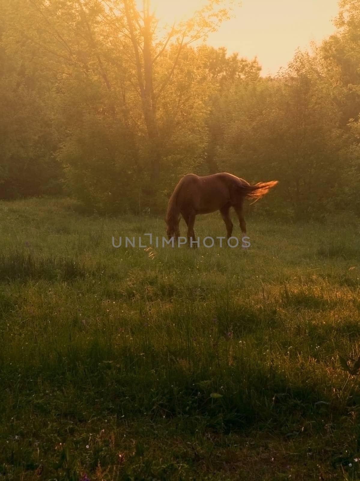Horse grazing in the meadow. Sunset of a summer day