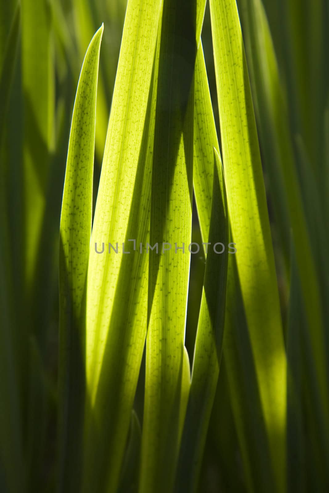 Fresh Green  Leaves. Iris