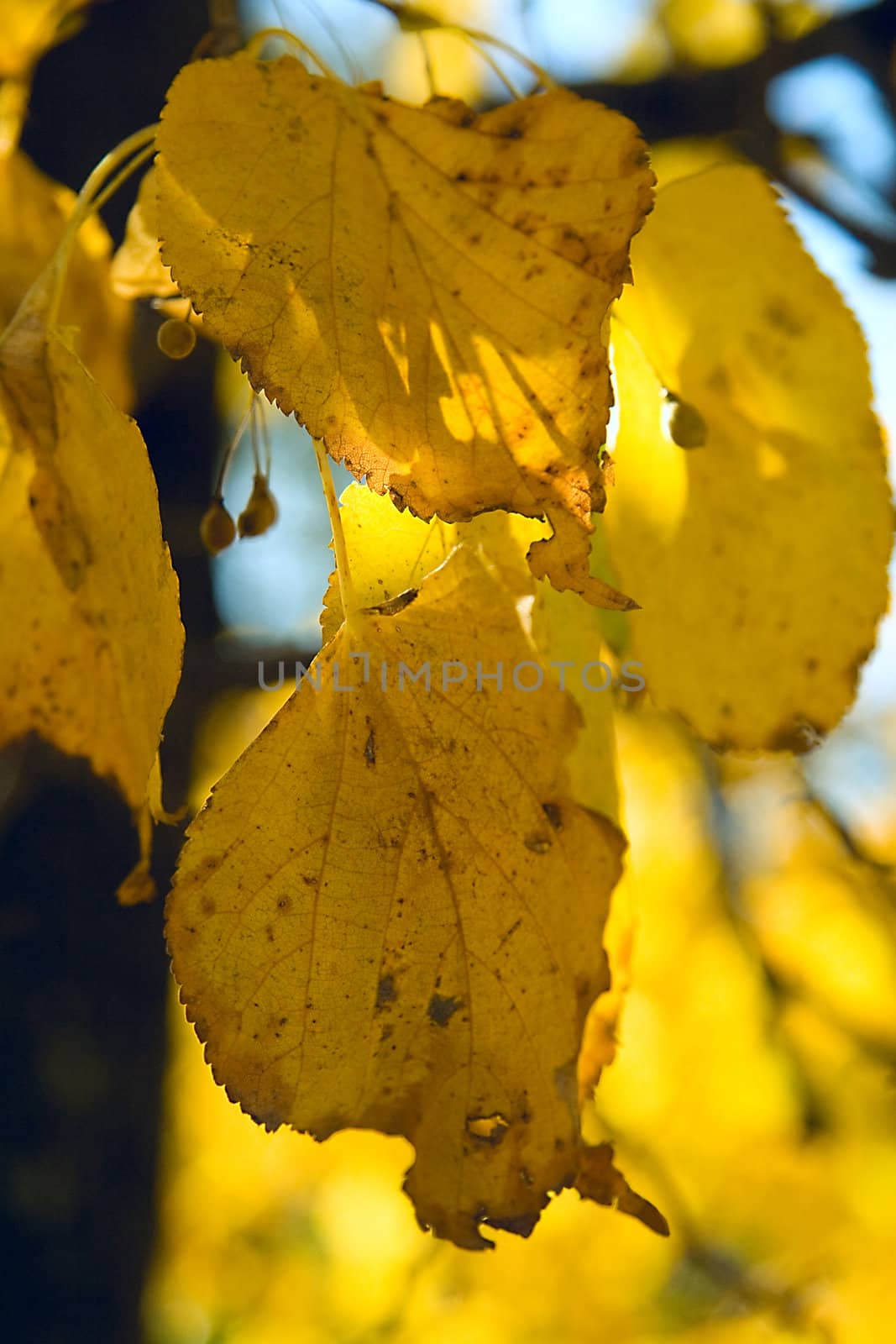 autumn Yellow leaves of a lime tree