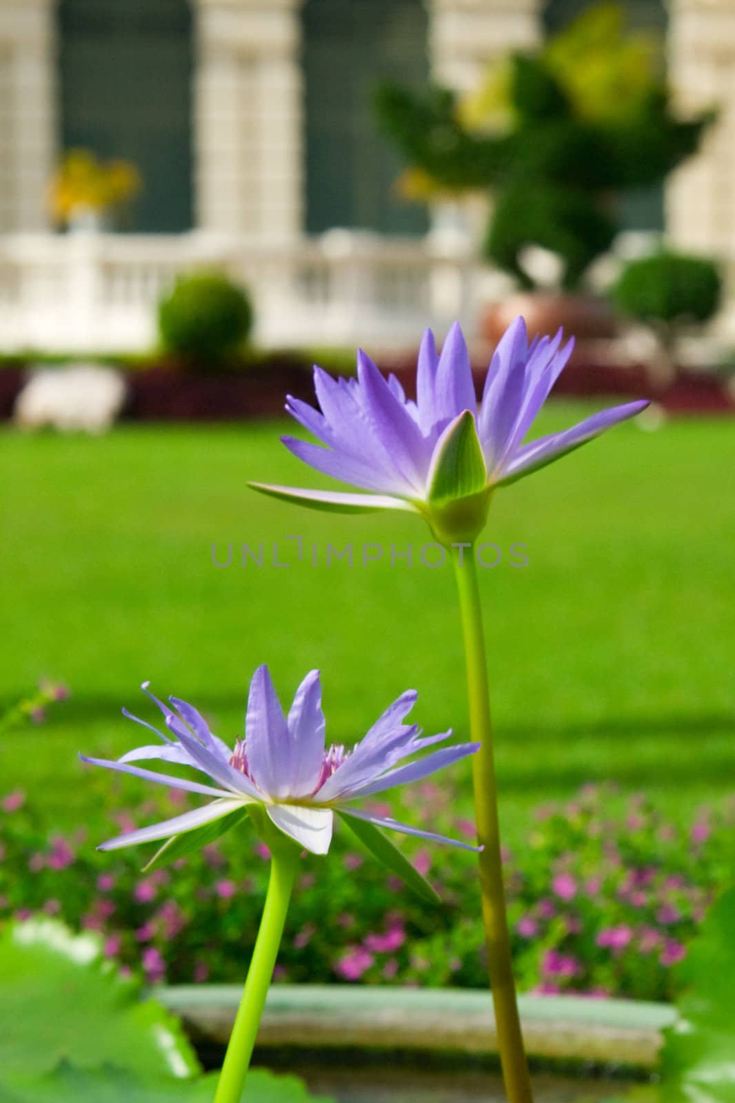 Thai Water Lilly by foryouinf