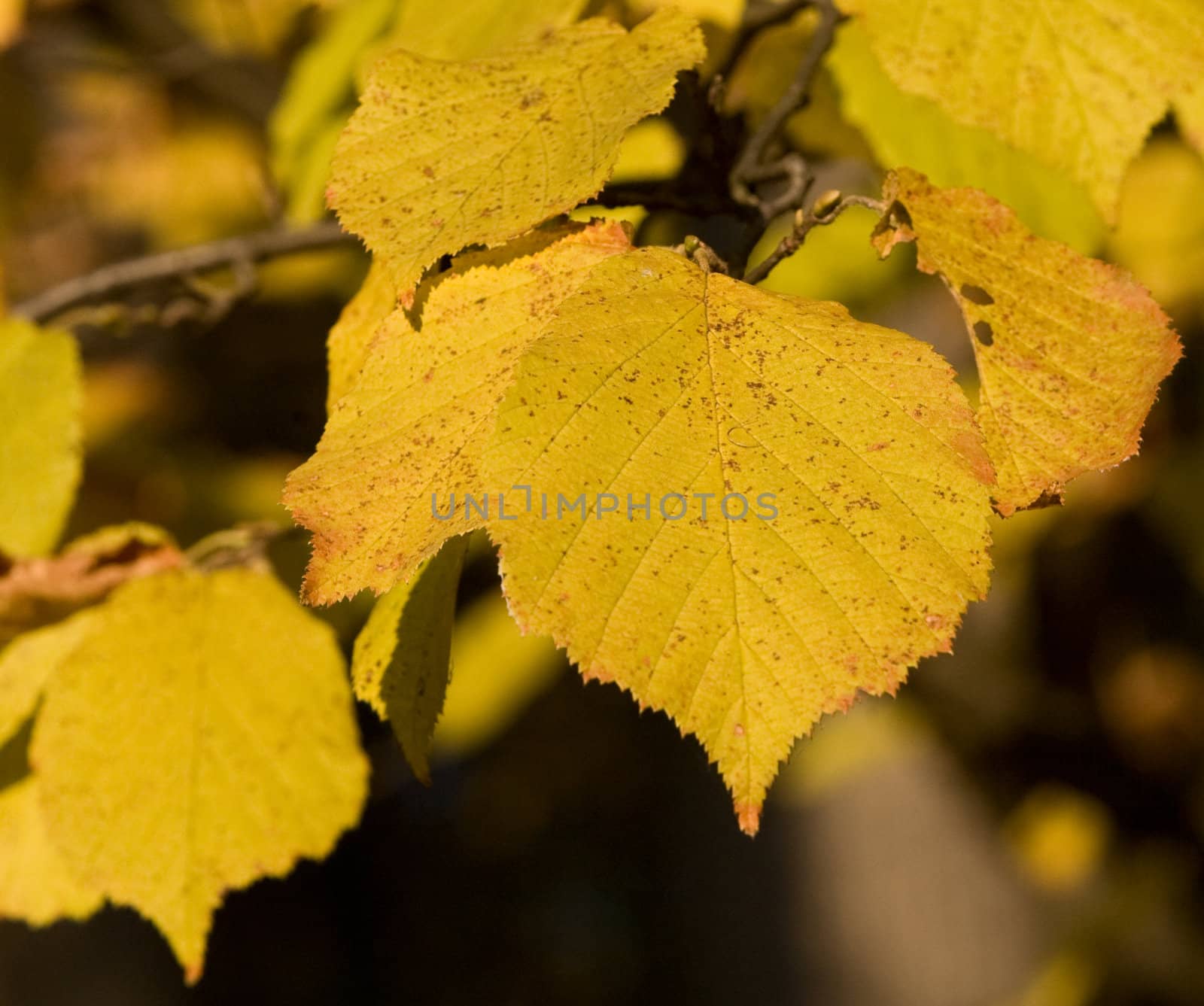 Yellow linden leafs by foryouinf