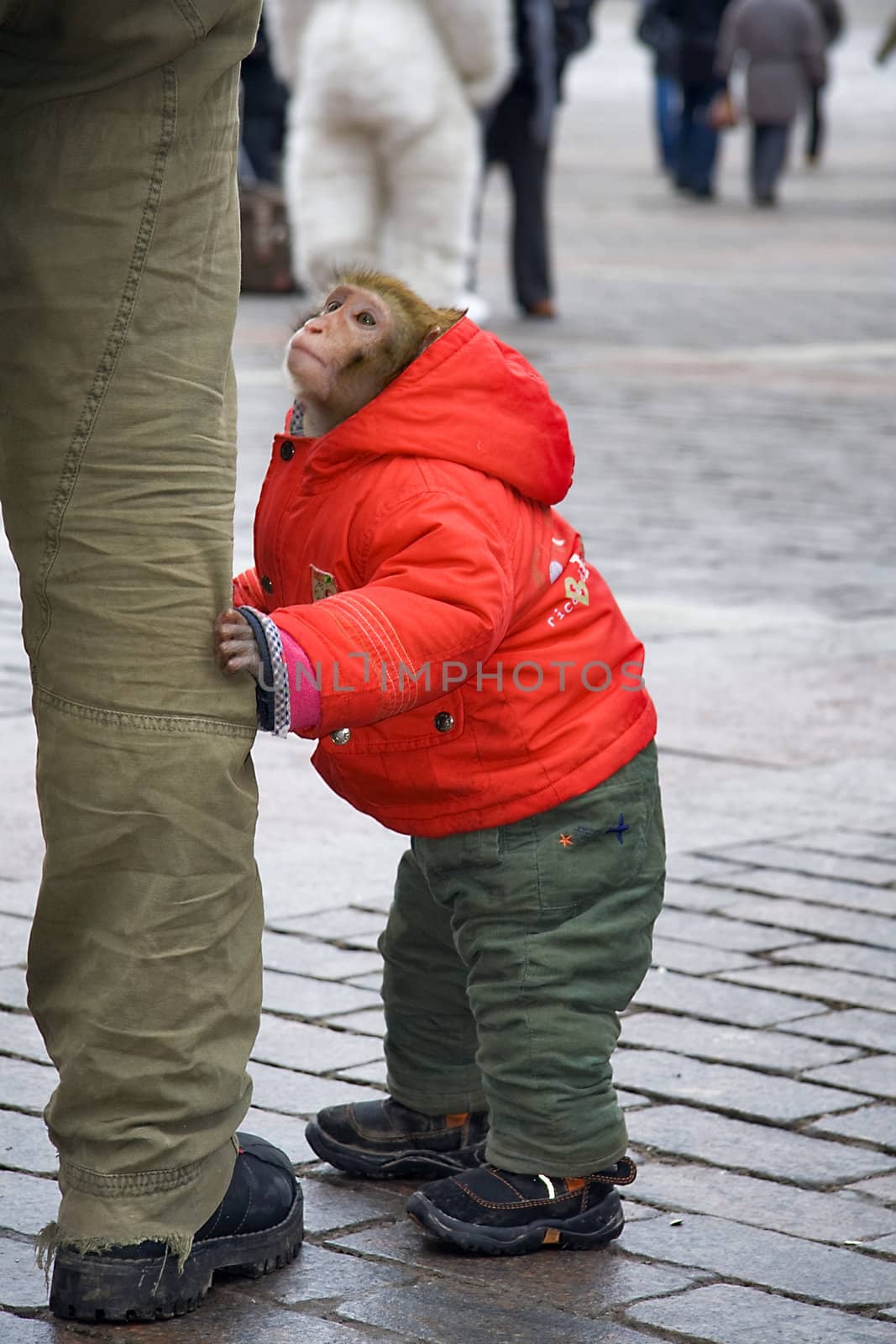 monkey dressed  in jacket and pants holding  on a leg  of owner  in the city