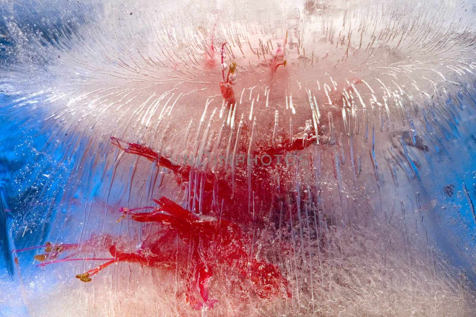 A red flower  of horsemint in blue  ice. Macro.