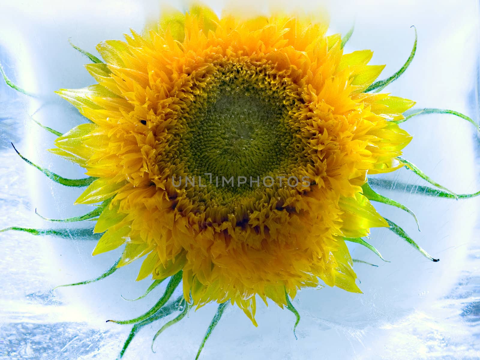 A sunflower in ice. yellow  and blue colours. Macro.  