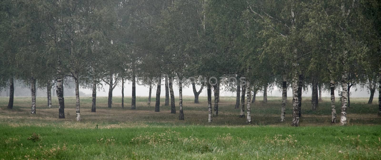 Birch grove with  fog. Trees are growing in line