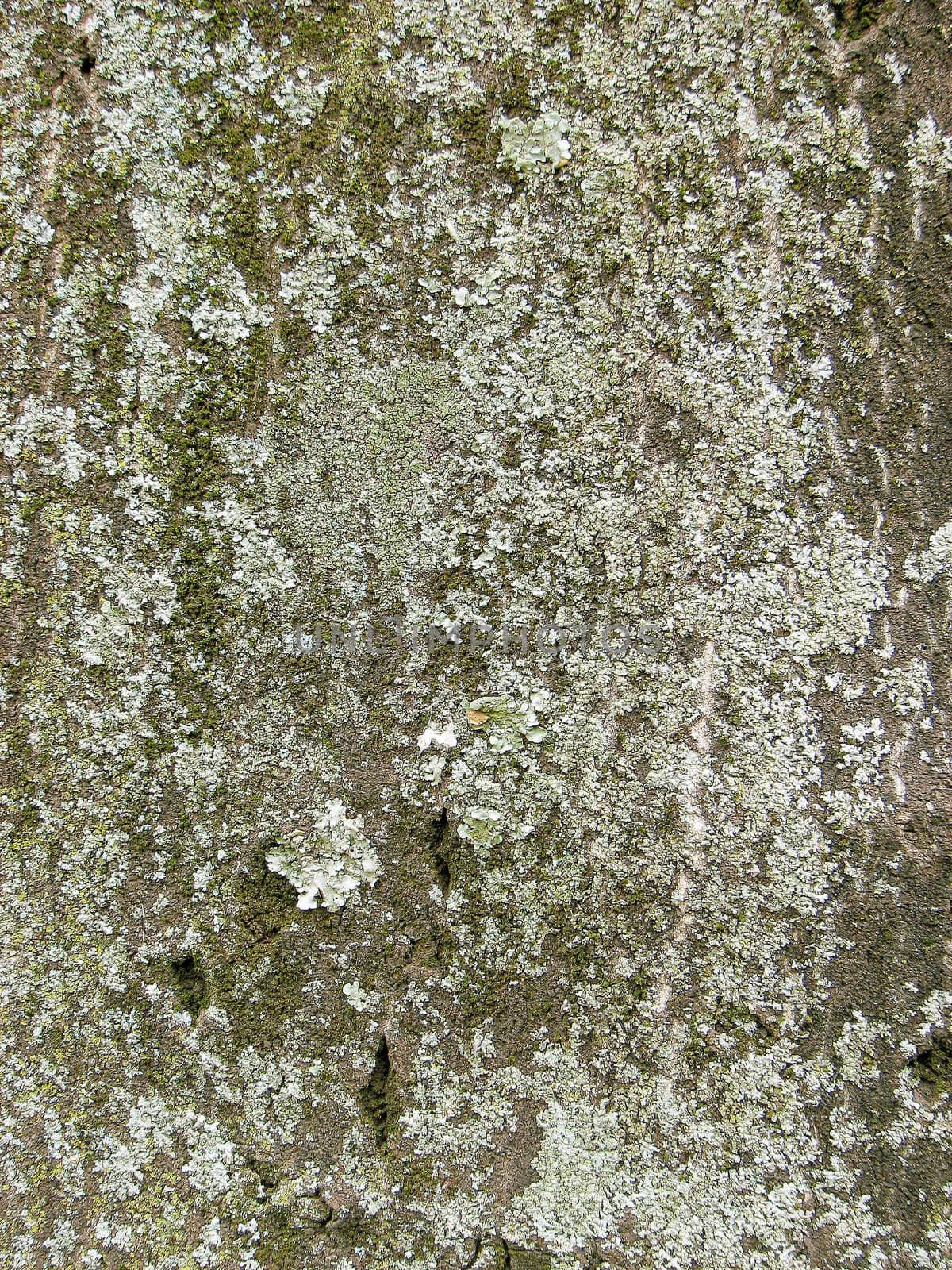 Close up of mossy bark on a tree.