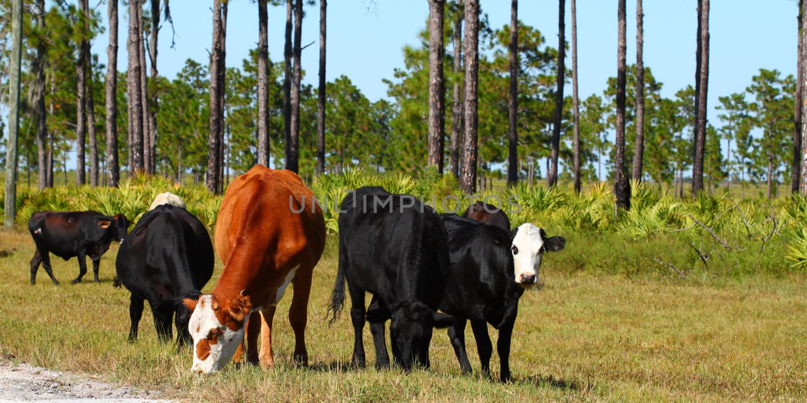 Cows on Military Base by Wirepec