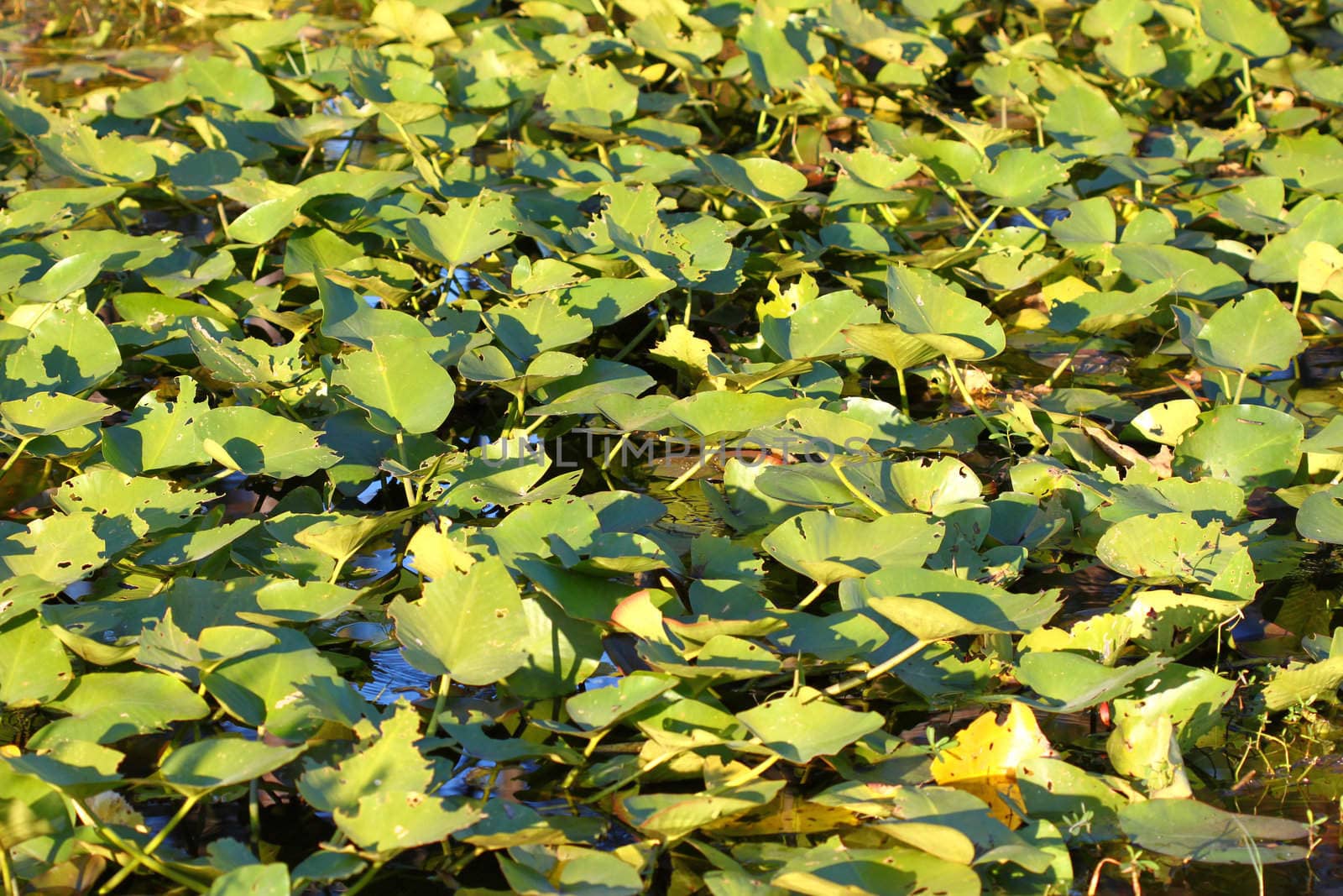 Wetland vegetation background from central Florida.