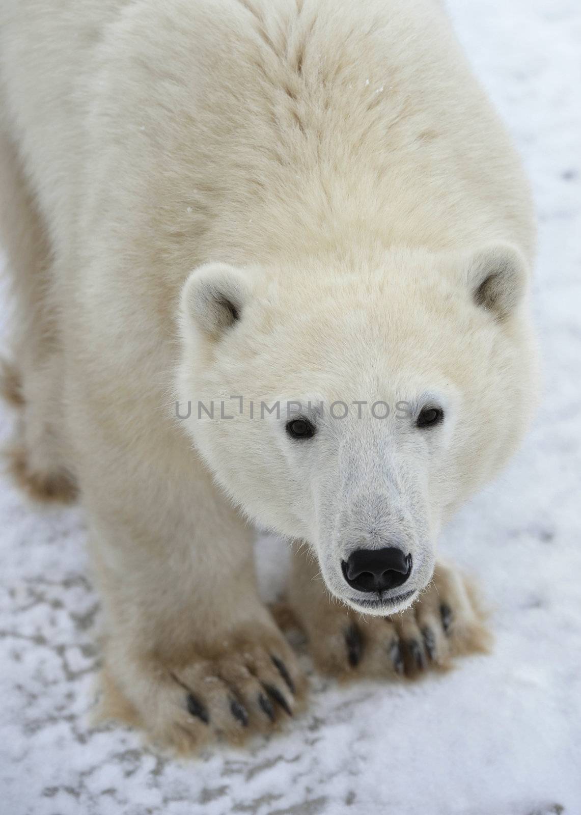 Polar bear. A portrait close up at a short distance.