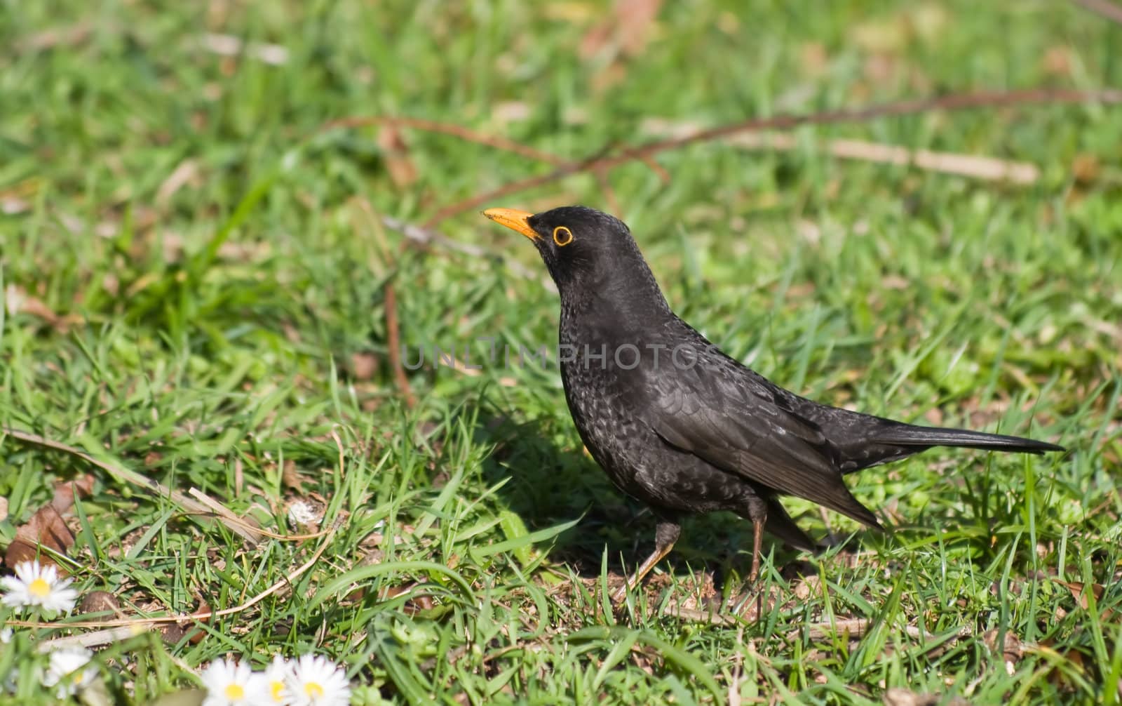 male blackbird walking on a green meadow
