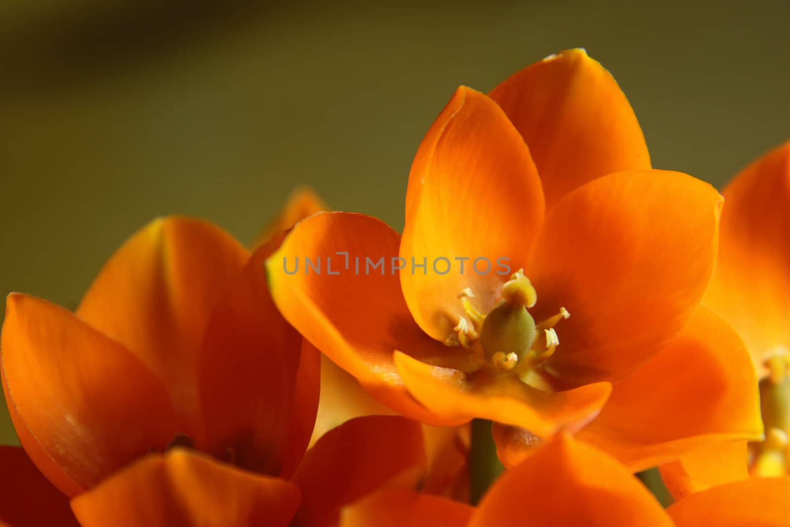 A close-up of an Orange Star flower. (ornithogalum dubium )