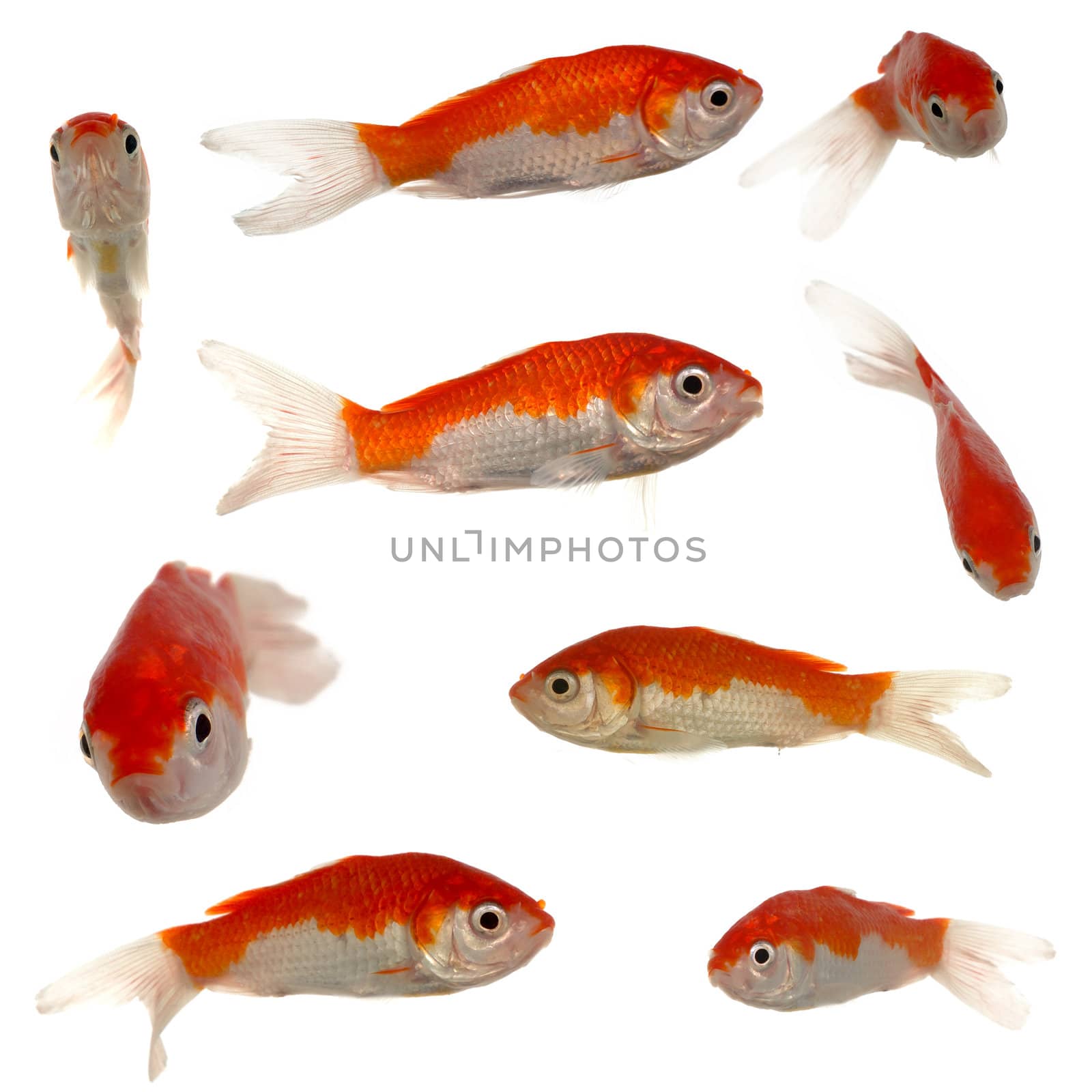 Collection of goldfish. Resolution 3000 x 3000 pixels. On clean white background.